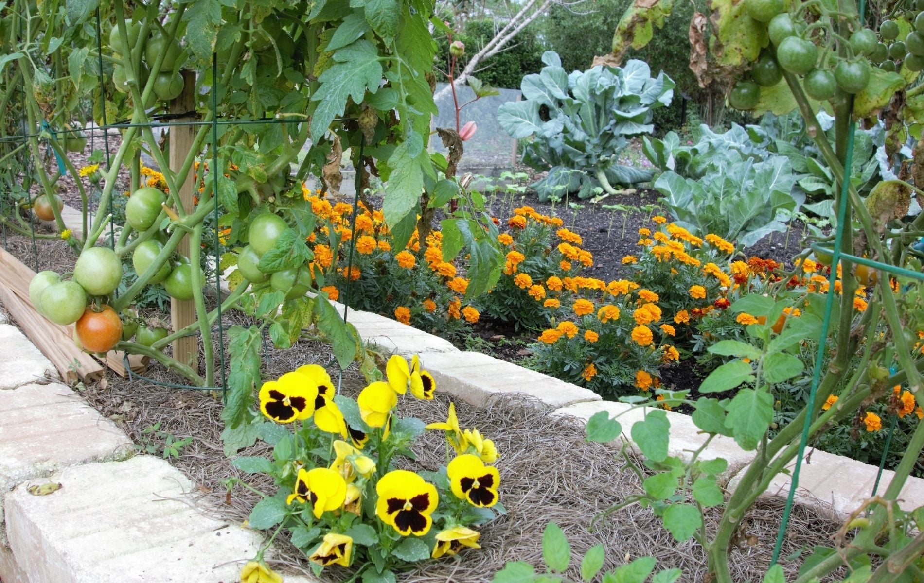 How to Master Companion Planting in Containers – GardenSoxx ...