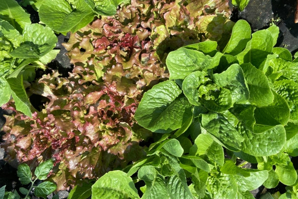 Boost Your Garden’s Potential: Grow Nutrient-Dense Crops with GardenSoxx