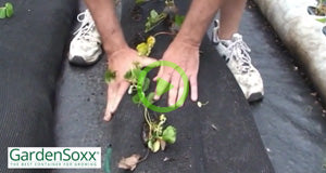 Planting 200 Strawberries in 8 Minutes