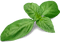 Basilic