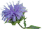Baume d'abeille
