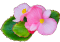 Bégonias