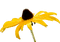 Rudbeckie Hérissé