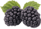 Mûres