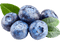 Bleuets