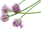 Ciboulette
