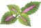 Coleus