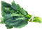Chou vert