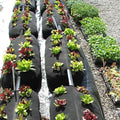 Trousse GardenSoxx®