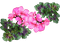 Géranium