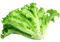 Laitue