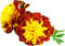 Fleur de souci