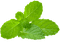 menthe