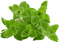 Origan