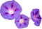 Pétunia