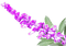Salvia