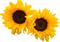 Tournesols