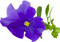 Violette