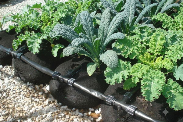 From Sea to Soil: How Seaweed Extract Can Support a Healthier Garden