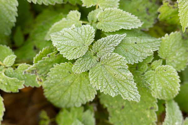 First Frost Is Coming: How to Wrap Up Your Garden for the Season
