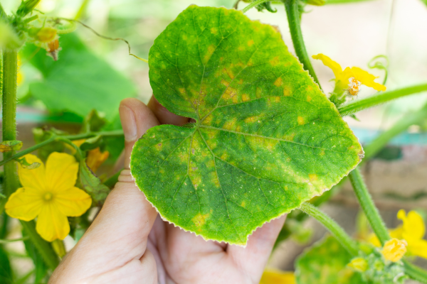 Mid-Summer Garden Checkup: 10 Things to Check Before They Cost You Your Harvest