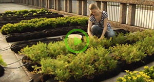 SIUE - Fall Rooftop Research Garden