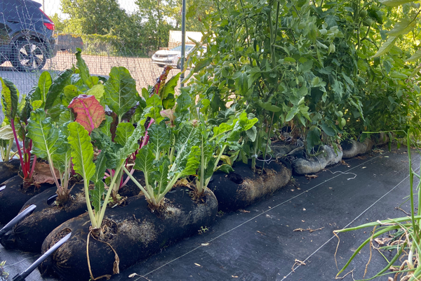 Air Pruning Benefits That All Growers Should Know