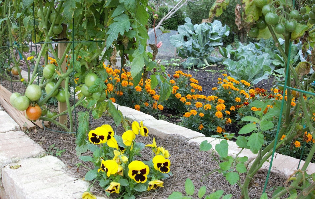 How to Master Companion Planting in Containers
