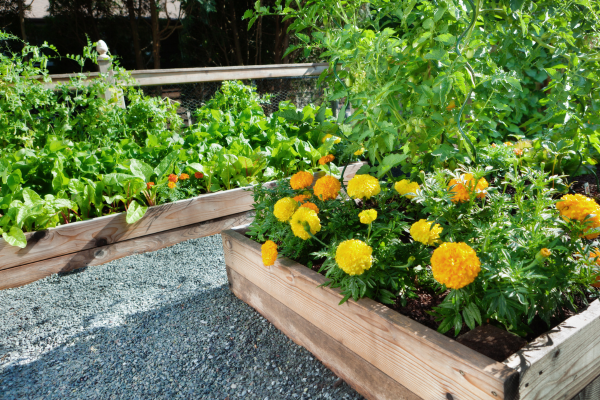 How to Master Companion Planting in Containers