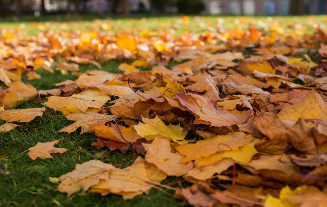 How to Turn Fall Leaves into Garden Gold
