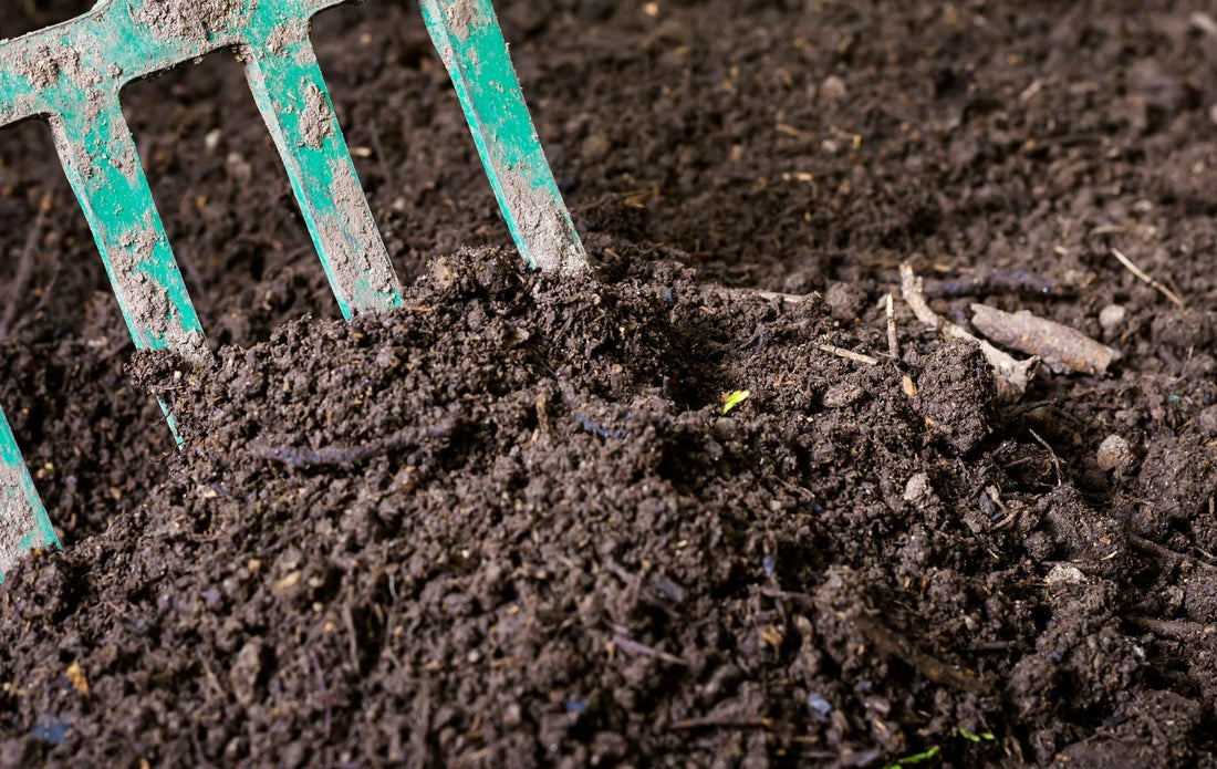 Best Growing Medium Options for a Thriving Garden