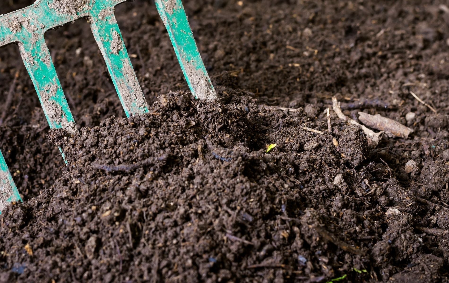 Best Growing Medium Options for a Thriving Garden