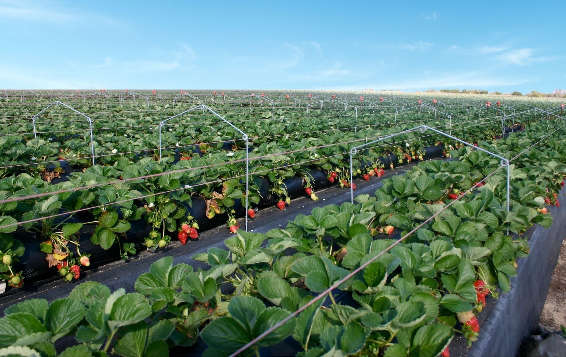 The Hybrid Gardening System That Will Change the Way You Grow