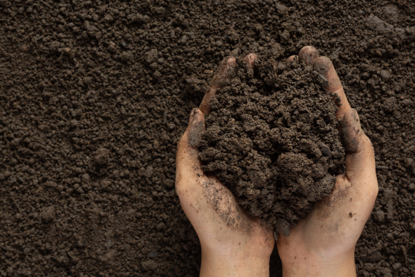 Best Growing Medium Options for a Thriving Garden