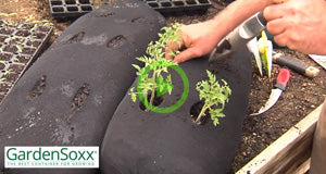 Exploring Planting Options For Your GardenSoxx® Growing System