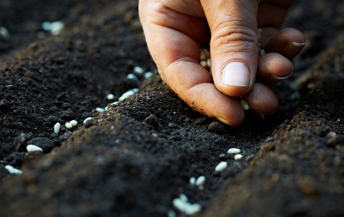 How to Plant Seeds of Self-Sufficiency: From Seed Starting to Seed Saving