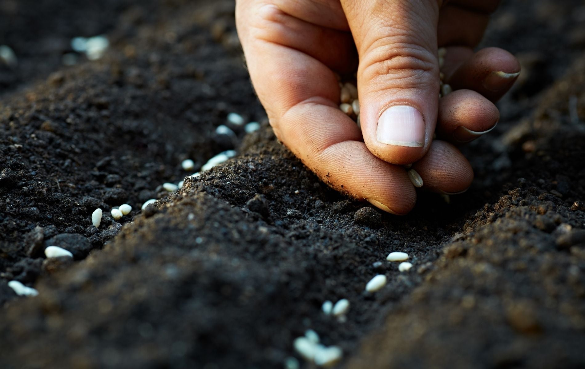 How to Plant Seeds of Self-Sufficiency: From Seed Starting to Seed Saving