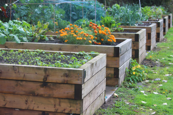 GardenSoxx vs. Raised Beds: Which Gardening Method Is Easier?