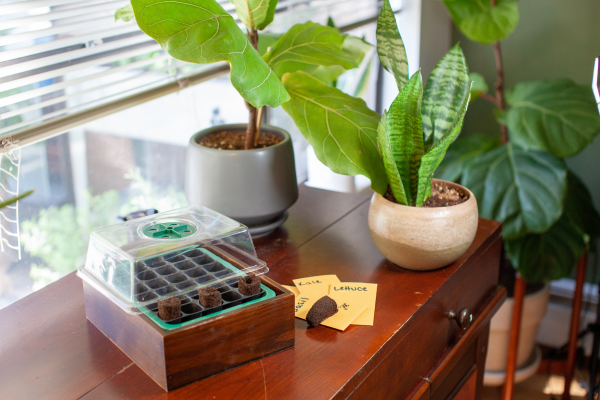 How to Plant Seeds of Self-Sufficiency: From Seed Starting to Seed Saving
