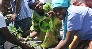 Solving Soil Contamination for the Somali-Bantu Community Using GardenSoxx