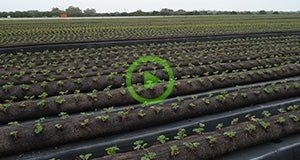 Setting up a Commercial Strawberry Field using GardenSoxx®