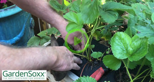 Fall Cleanup of a GardenSoxx® Strawberry Bed