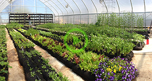 GardenSoxx® - Greenhouse Growing Timelapse