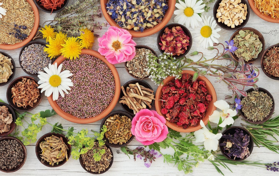 The Wellness Garden: Edible Medicinal Plants for the Home Grower