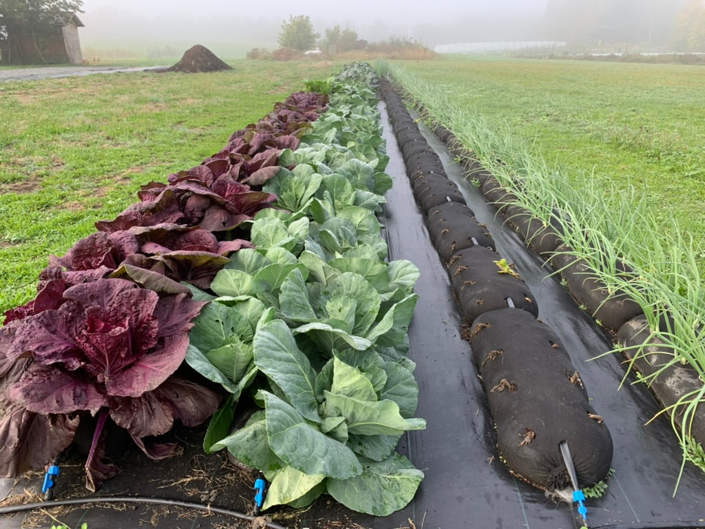 GardenSoxx® Kit - The Best Fabric Planter For Growing – GardenSoxx