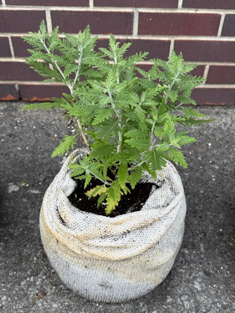 Maillage biodégradable GardenSoxx®