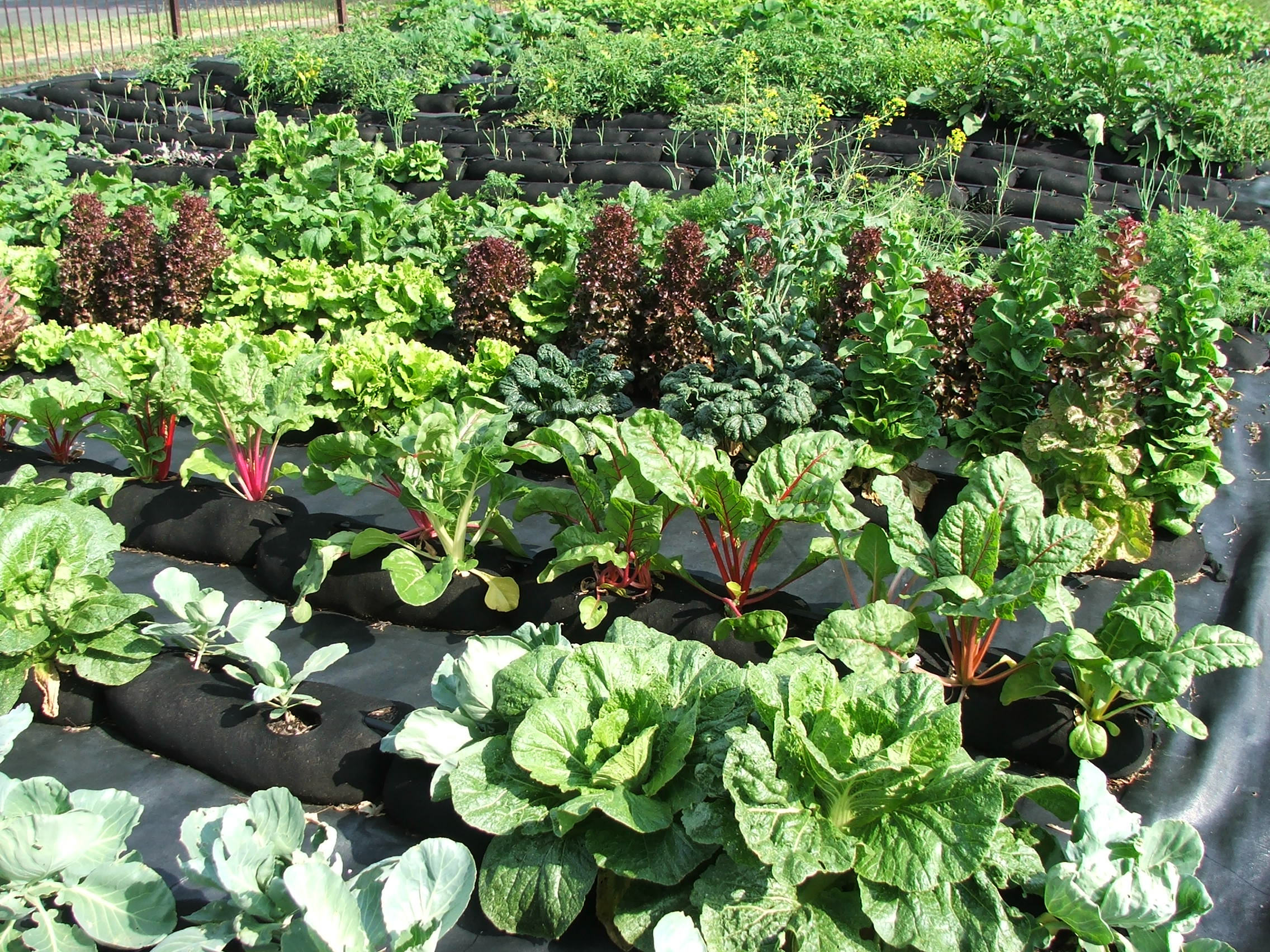 GardenSoxx® Official Site