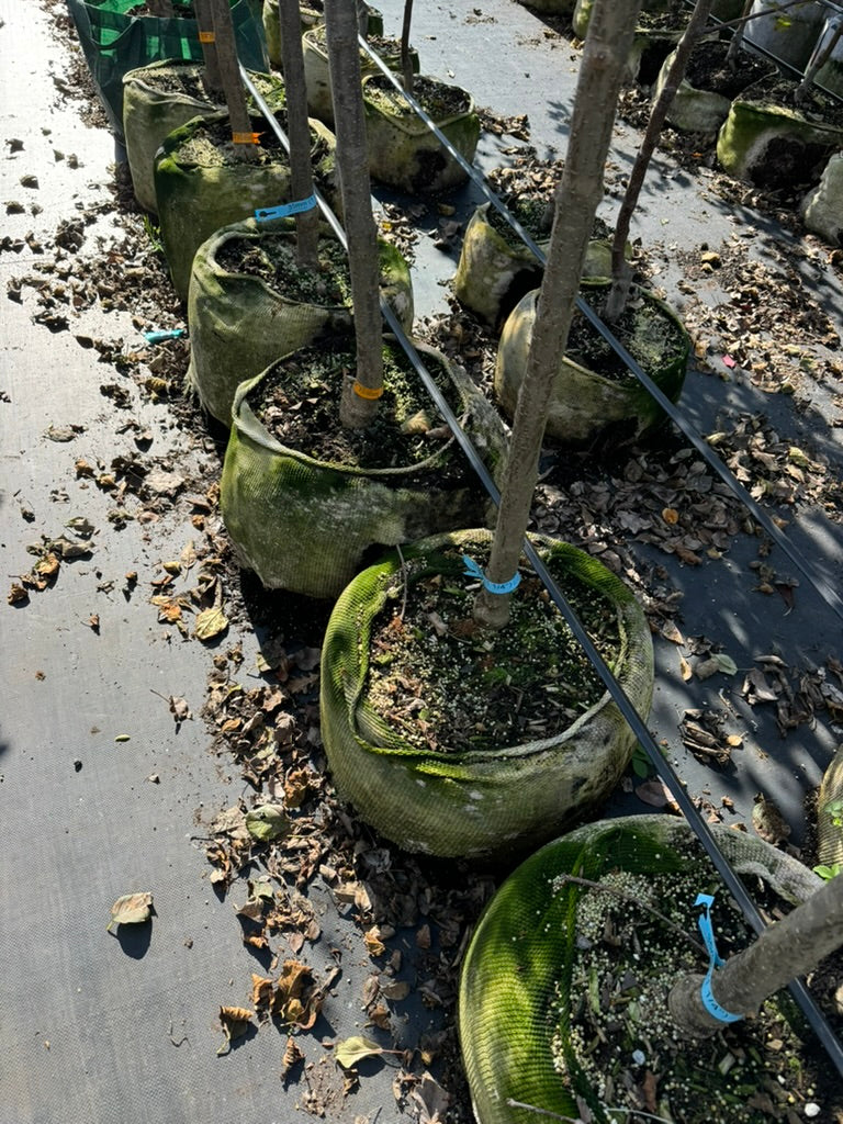 GardenSoxx® Biodegradable Mesh