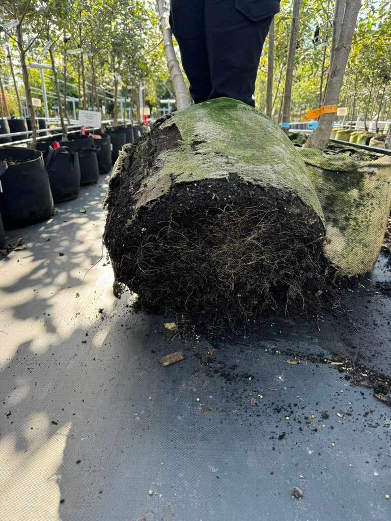Maillage biodégradable GardenSoxx®