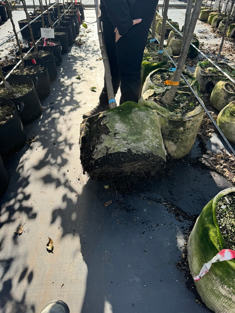 GardenSoxx® Biodegradable Mesh